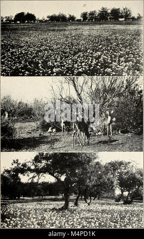 Publié en 1916, The Book of Texas fournit des informations historiques, géographiques et culturelles sur l'État, couvrant son histoire, sa population, son économie et ses événements notables. Banque D'Images