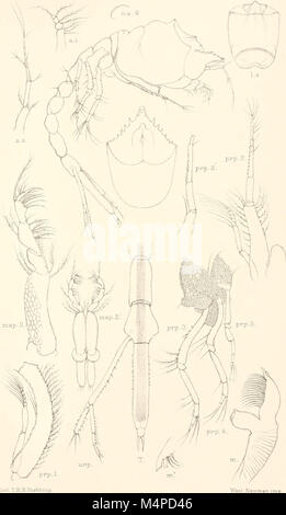 Annales du Musée de l'Afrique du Sud. Annale van die Suid-Afrikaanse Museum (18420736375) Banque D'Images