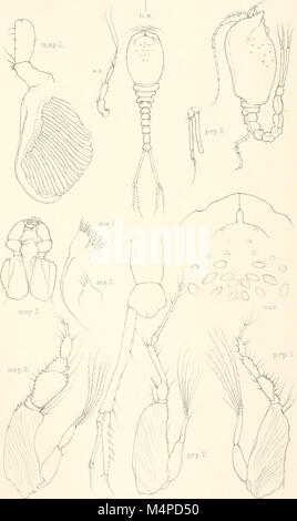 Annales du Musée de l'Afrique du Sud. Annale van die Suid-Afrikaanse Museum (18420764035) Banque D'Images