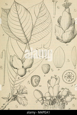 Botanische Jahrbcher Pflanzengeschichte und Systematik, fr (1881 Pflanzengeographie (c.-à-d. 1880 août)-) (20214595908) Banque D'Images