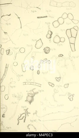 Botanische Untersuchungen ber einige Java dans vorkommende Pilze, besonders ber, bewohnende auftretende Bltter parasitisch Arten (1907) (20215659470) Banque D'Images