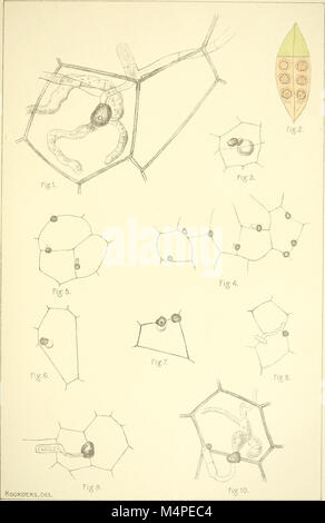 Botanische Untersuchungen ber einige Java dans vorkommende Pilze, besonders ber, bewohnende auftretende Bltter parasitisch Arten (1907) (20215694258) Banque D'Images