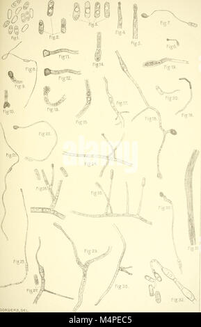 Botanische Untersuchungen ber einige Java dans vorkommende Pilze, besonders ber, bewohnende auftretende Bltter parasitisch Arten (1907) (20215696108) Banque D'Images