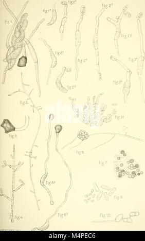 Botanische Untersuchungen ber einige Java dans vorkommende Pilze, besonders ber, bewohnende auftretende Bltter parasitisch Arten (1907) (20215714818) Banque D'Images