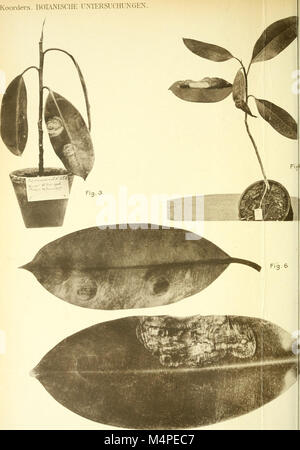 Botanische Untersuchungen ber einige Java dans vorkommende Pilze, besonders ber, bewohnende auftretende Bltter parasitisch Arten (1907) (20215722378) Banque D'Images