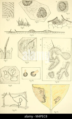 Botanische Untersuchungen ber einige Java dans vorkommende Pilze, besonders ber, bewohnende auftretende Bltter parasitisch Arten (1907) (20403671755) Banque D'Images