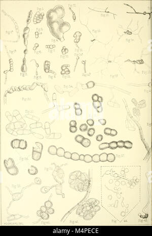 Botanische Untersuchungen ber einige Java dans vorkommende Pilze, besonders ber, bewohnende auftretende Bltter parasitisch Arten (1907) (20403699015) Banque D'Images