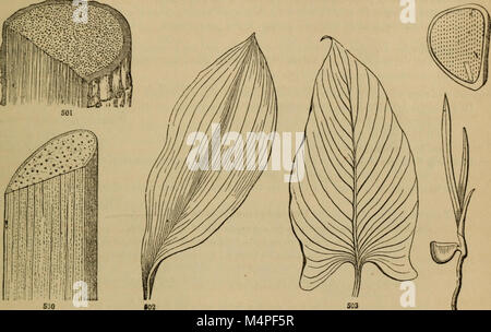 Le 1868 'botanique pour les jeunes et les écoles communes' initie les jeunes apprenants aux principes fondamentaux de la botanique, en se concentrant sur la classification des plantes, la croissance et l'importance environnementale. Banque D'Images