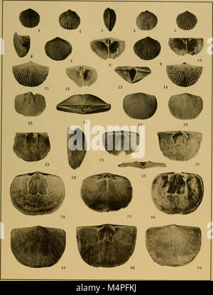 Orthis Shell . Genres de brachiopodes du Orthoidea Pentameroidea et sous-ordres ...