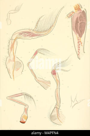 Brachyura (1904) est un travail scientifique qui se concentre sur l'étude des vrais crabes, ou Brachyura, un sous-ordre des crustacés décapodes. Il comprend des descriptions détaillées de diverses espèces, de leur anatomie, de leur comportement et de leurs rôles écologiques dans les milieux marins. Banque D'Images
