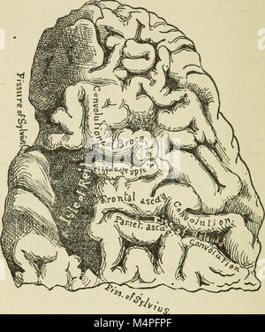 Cerveau et de l'esprit ; ou, la science mentale considérées en conformité avec les principes de la phrénologie, et par rapport à la physiologie moderne (1882) (14781027922) Banque D'Images