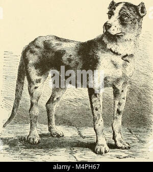 Brehm's de la vie des animaux - une histoire naturelle pour l'instruction populaire accueil et pour l'utilisation d'écoles (1895) (20386616026) Banque D'Images