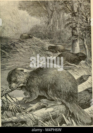 Brehm's de la vie des animaux - une histoire naturelle pour l'instruction populaire accueil et pour l'utilisation d'écoles (1895) (20404412632) Banque D'Images