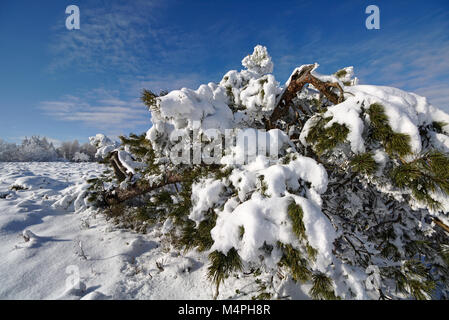 Branches de Conifères couverts de neige en face d'un ciel bleu Banque D'Images