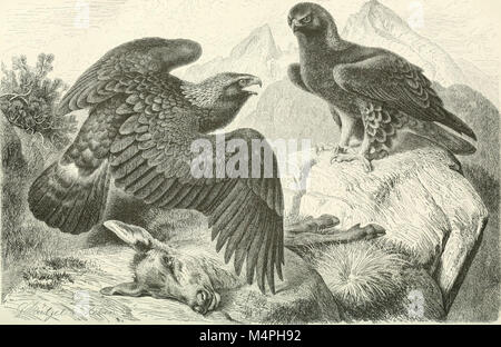 Un travail complet de 1876 détaillant le règne animal, en se concentrant sur la classification, le comportement et les caractéristiques de diverses espèces. Il offre un aperçu approfondi des habitats, de la physiologie et des structures sociales des animaux, contribuant ainsi à une compréhension plus large de la zoologie. Banque D'Images