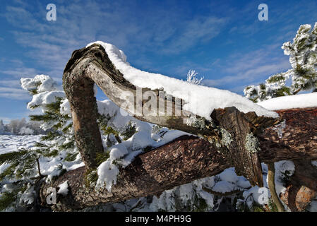 Crooked Pine couverte de neige arbre en face d'un ciel bleu Banque D'Images