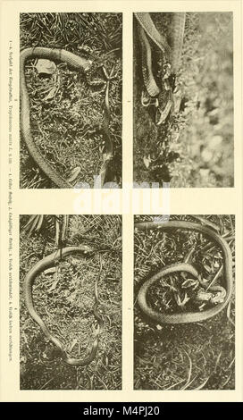 Brehms Tierleben (1911-1921) est un travail complet sur la vie animale, fournissant des comptes rendus détaillés de diverses espèces à travers le règne animal. Il comprend des illustrations, des cartes et des descriptions, mettant l'accent sur le comportement et la classification des animaux. Banque D'Images