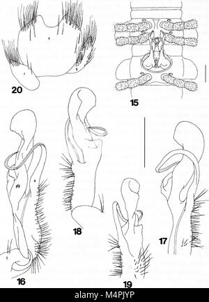 Brimleyana (1994) (19792805714) Banque D'Images