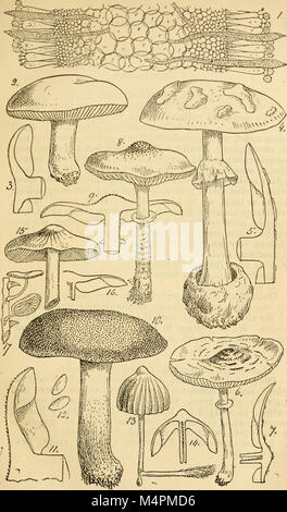 Champignon britannique-flora. Un texte-livre classé de la mycologie (1892-95) (20409334762) Banque D'Images