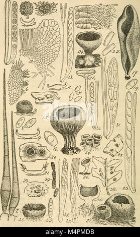 Ce livre de mycologie de 1892-1895 offre une classification complète des champignons britanniques, détaillant l'identification des espèces, les rôles écologiques et leurs caractéristiques biologiques. Banque D'Images