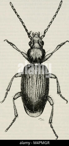 British journal of Entomology and natural history (1999) (20231557589) Banque D'Images