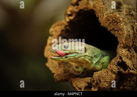 Ocellated lizard dans le trou de l'arborescence Banque D'Images