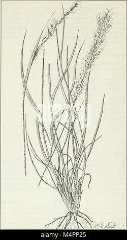 Budd's Flora des Provinces des Prairies (1987) (19797425974) Banque D'Images