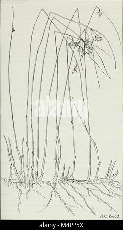 Budd's Flora des Provinces des Prairies (1987) (20393872496) Banque D'Images