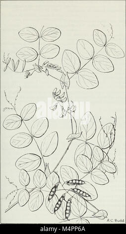 Budd's Flora des Provinces des Prairies (1987) (20393984016) Banque D'Images