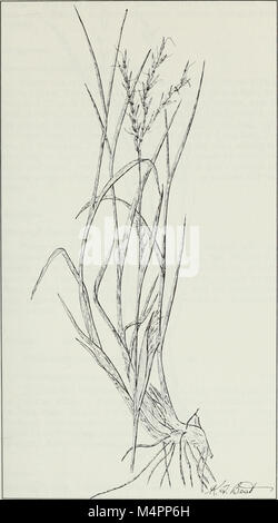 Budd's Flora des Provinces des Prairies (1987) (20411383662) Banque D'Images