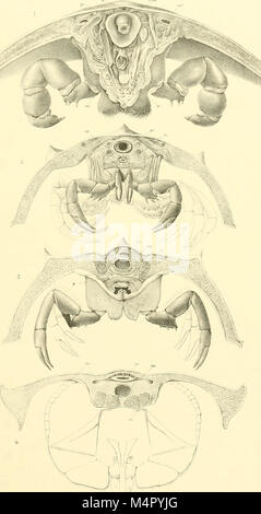 Mémoires de l'Anniversaire de Boston (Boston society of natural history ; pub. dans la célébration du cinquantième anniversaire de la fondation de la société. 1830-1880 (1880) (17800273984) Banque D'Images