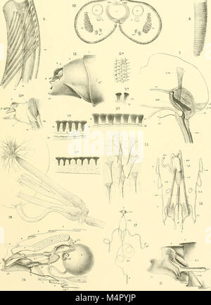 Mémoires de l'Anniversaire de Boston (Boston society of natural history ; pub. dans la célébration du cinquantième anniversaire de la fondation de la société. 1830-1880 (1880) (18396544056) Banque D'Images