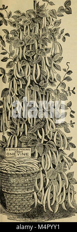 Catalogue annuel - semences, bulbes, plantes, outillage, etc (1895) (18238369459) Banque D'Images