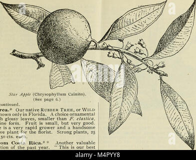 Catalogue Annuel 1899 plantes indigènes et exotiques, d'arbres, d'arbustes (1899) (20527511636) Banque D'Images