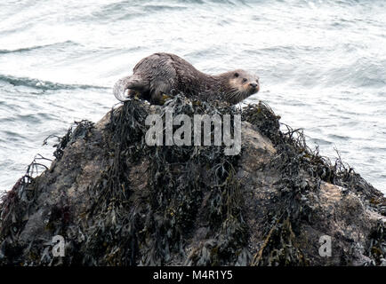 La loutre de mer, Lutra lutra, carnivores mammifères semi-aquatiques, île de Mull, Hébrides intérieures, Ecosse Banque D'Images