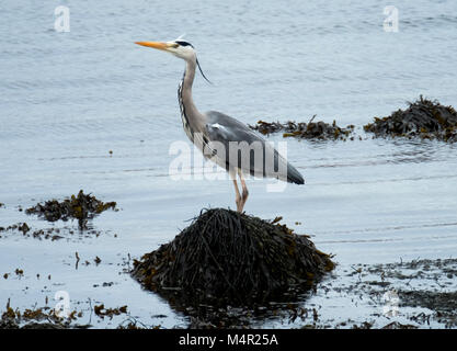 Héron cendré (Ardea cinerea) des profils de patauger dans des eaux peu profondes. Loch na Keal, île de Mull, en Ecosse. Banque D'Images