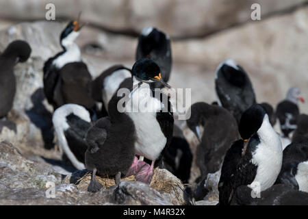 Îles Malouines, l'île Nouvelle. Le roi comorant (aka impérial ou blue-eyed shag) des profils avec chick (Phalacrocorax atriceps) sauvage : dans la colonie de nidification. Banque D'Images