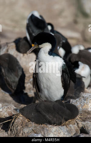 Îles Malouines, l'île Nouvelle. Le roi comorant (aka impérial ou blue-eyed shag) des profils avec chick (Phalacrocorax atriceps) sauvage : dans la colonie de nidification. Banque D'Images