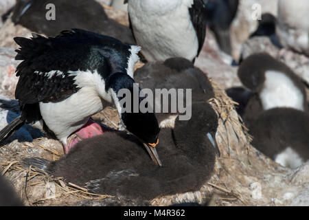 Îles Malouines, l'île Nouvelle. Le roi comorant (aka impérial ou blue-eyed shag) des profils avec chick (Phalacrocorax atriceps) sauvage : dans la colonie de nidification. Banque D'Images