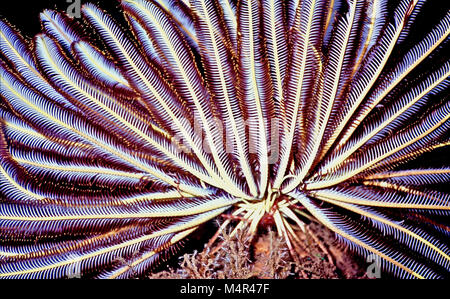 La variable buissonnante featherstar (Comaster schlegelii:15 cms.) se retrouve fréquemment dans la région indo-pacifique, où elle vit sur les récifs peu profonds. Son bras flexibles ont été entièrement déployée pour lui permettre d'attraper microplancton. Cette principale source d'alimentation serait alors transférée à la bouche. Sur la face inférieure, on peut voir des appendices de la racine, appelés cirres, avec lequel il a été attachés au substrat. Si insatisfait de sa situation, l'animal peut 'à pied' sur sa à un nouveau lieu des cirres, ou nager il y à l'aide de ses ondulations douce beaucoup d'armes. Photographié dans les eaux de Bali, Indonésie. Banque D'Images
