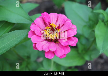 Zinnia rose fleur dans un lit de vert Banque D'Images