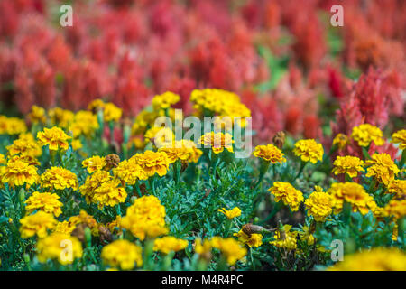 Fond de fleurs naturelles fleurs colorées. épanouissaient dans jardin sous la lumière du soleil Banque D'Images