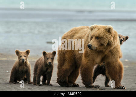 Brown Bear sow avec triplés on beach Banque D'Images