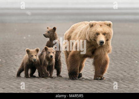 Brown Bear sow et triplés on beach Banque D'Images