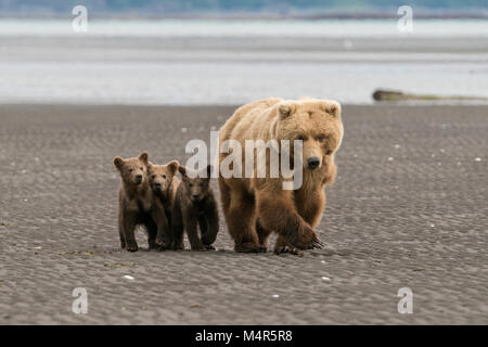 Si l'ours brun et de triplés on beach Banque D'Images