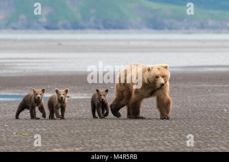 Brown Bear sow et triplés on beach Banque D'Images