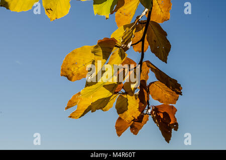 L'automne, également connu sous le nom de chute de l'anglais américain et canadien, est l'un des quatre saisons tempérées. L'automne marque la transition de l'été à l'hiver. Banque D'Images