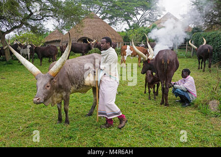 La traite des travailleurs agricoles Bovins Ankole longicorne sur ferme de Nshenyi Cultural Centre près de Lusaka, en Ouganda. Banque D'Images