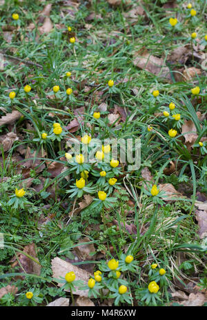 Eranthis hyemalis fleur en hiver. Banque D'Images