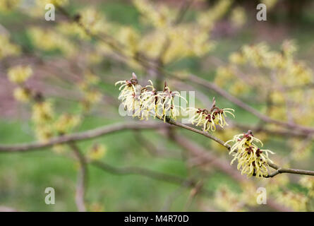 Hamamellis x intermedia 'Savill' Starlight fleurs. Banque D'Images